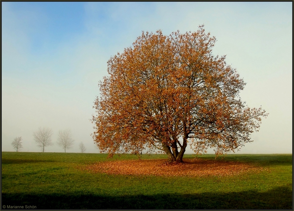 Herbstweide...