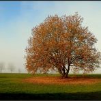 Herbstweide...