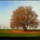 Herbstweide...