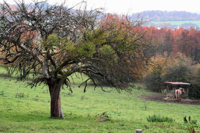 Herbstweide