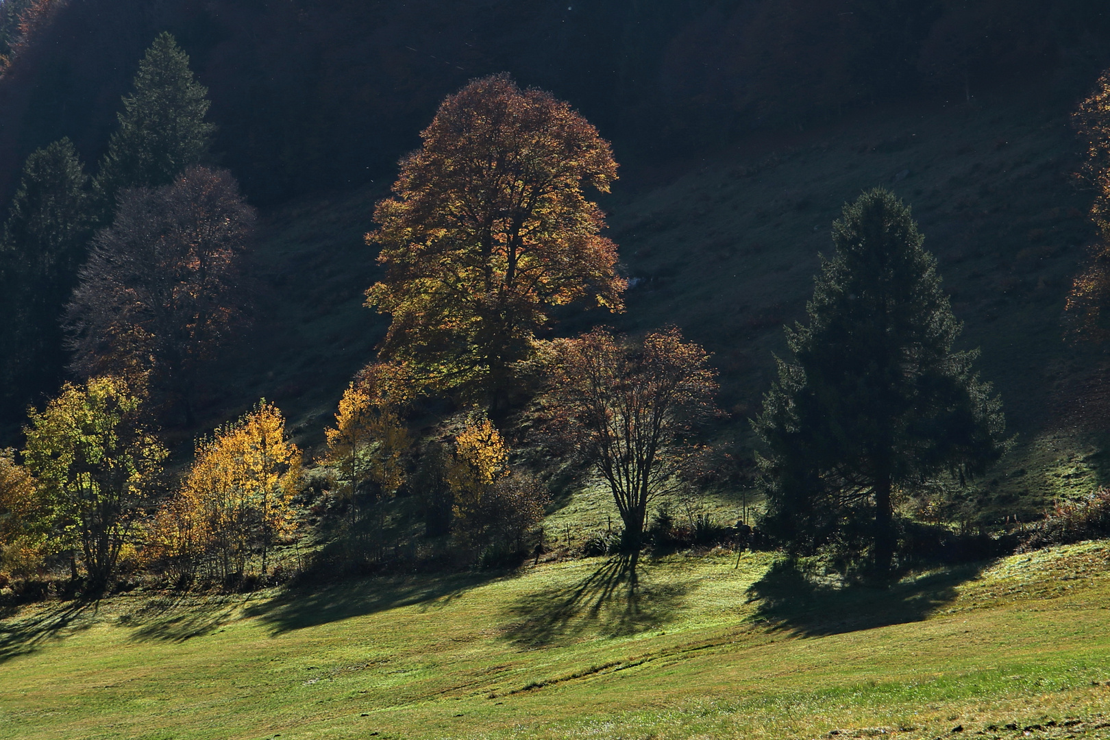 Herbstweide