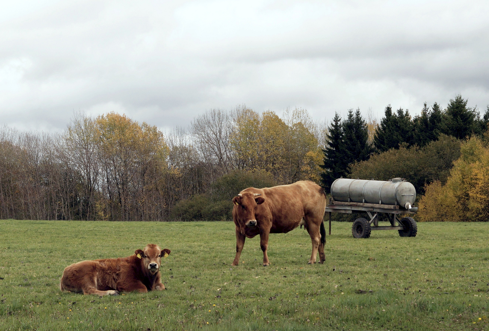 Herbstweide 