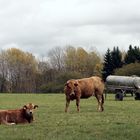 Herbstweide 