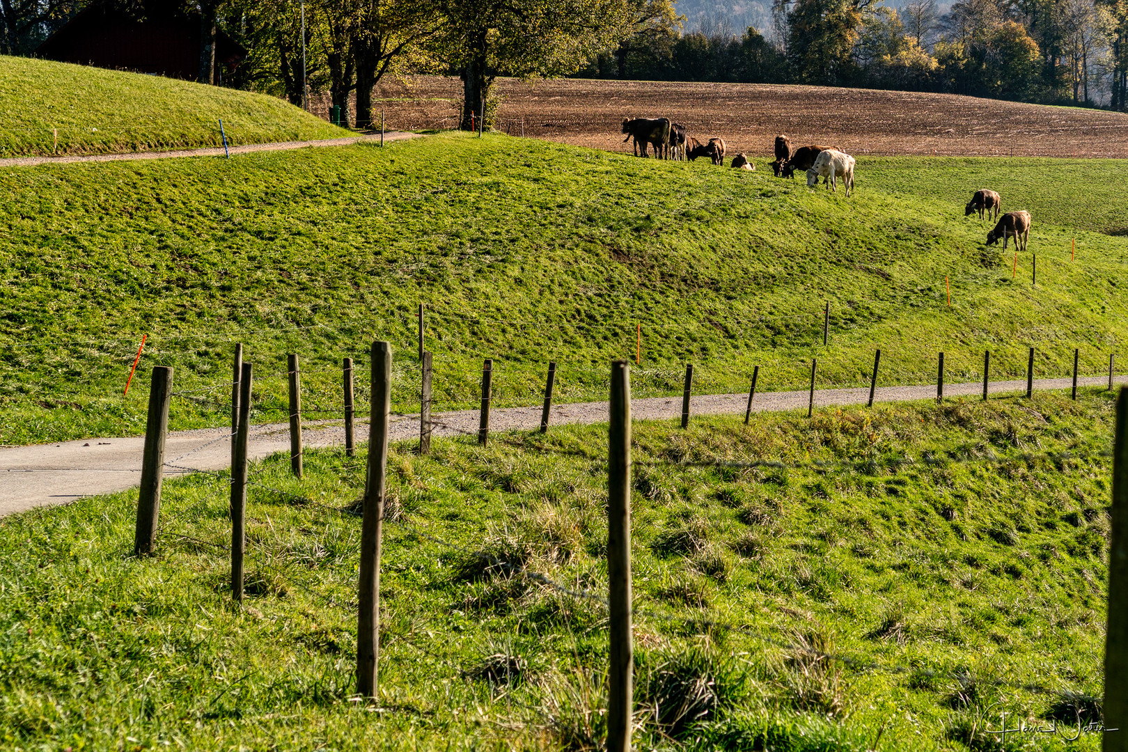 Herbstweide