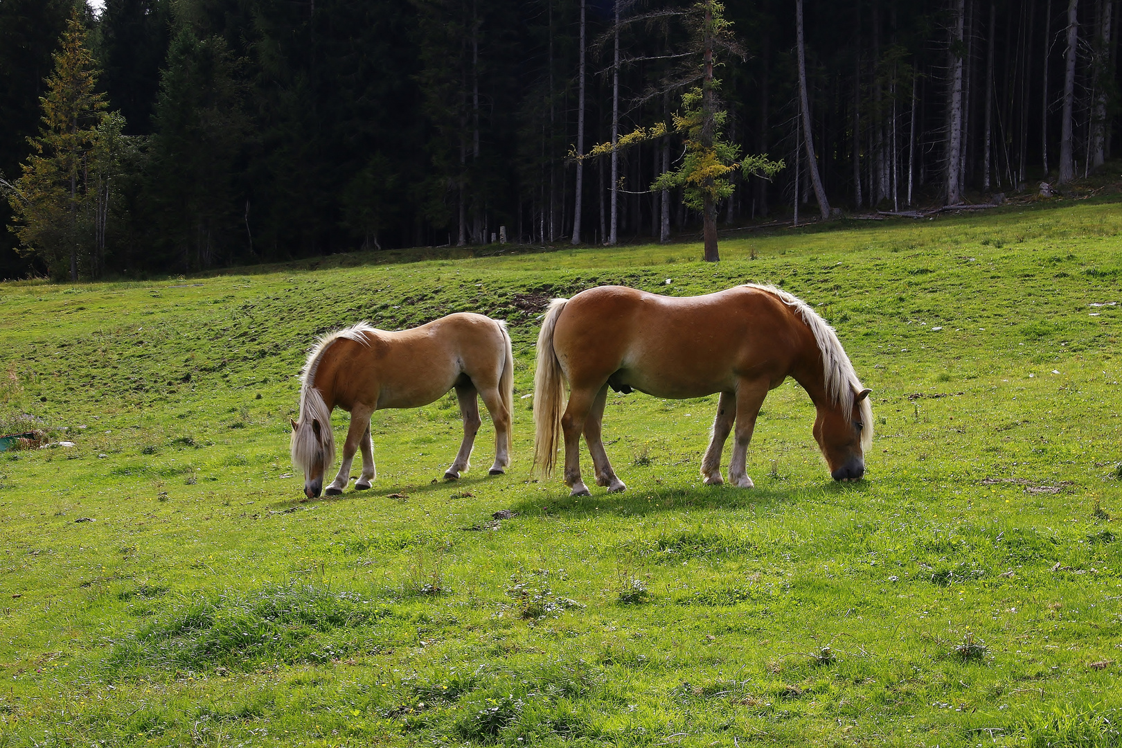 Herbstweide