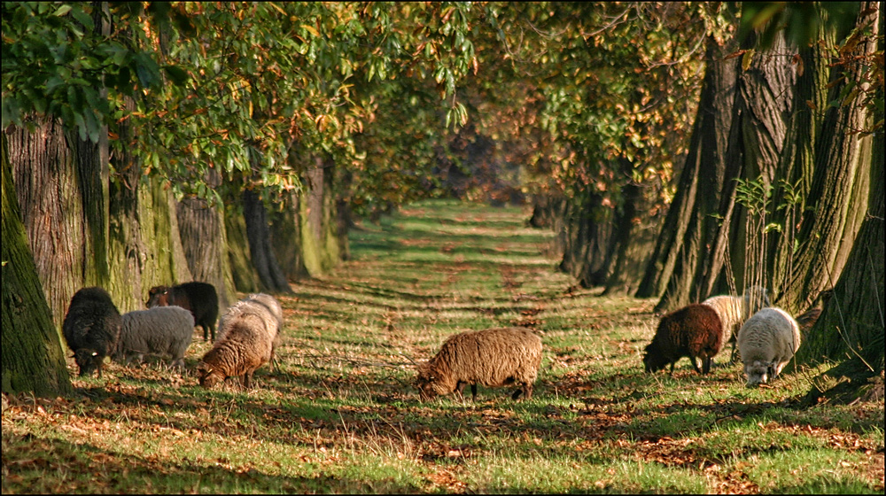 Herbstweide