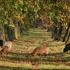 Herbstweide