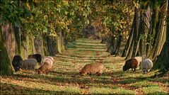 Herbstweide