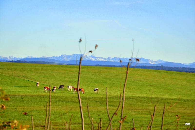 Herbstweide am Alpenrand