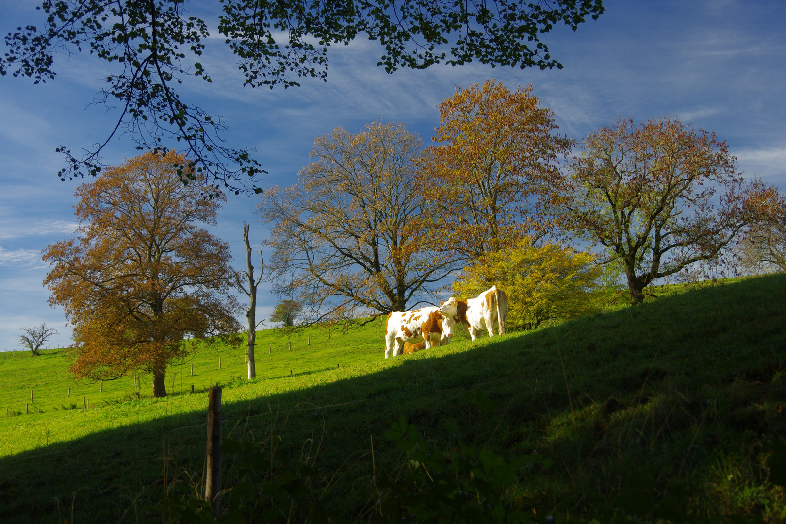 Herbstweide an der Ilkahöhe