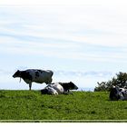 Herbstweide auf 930 m.ü.M.