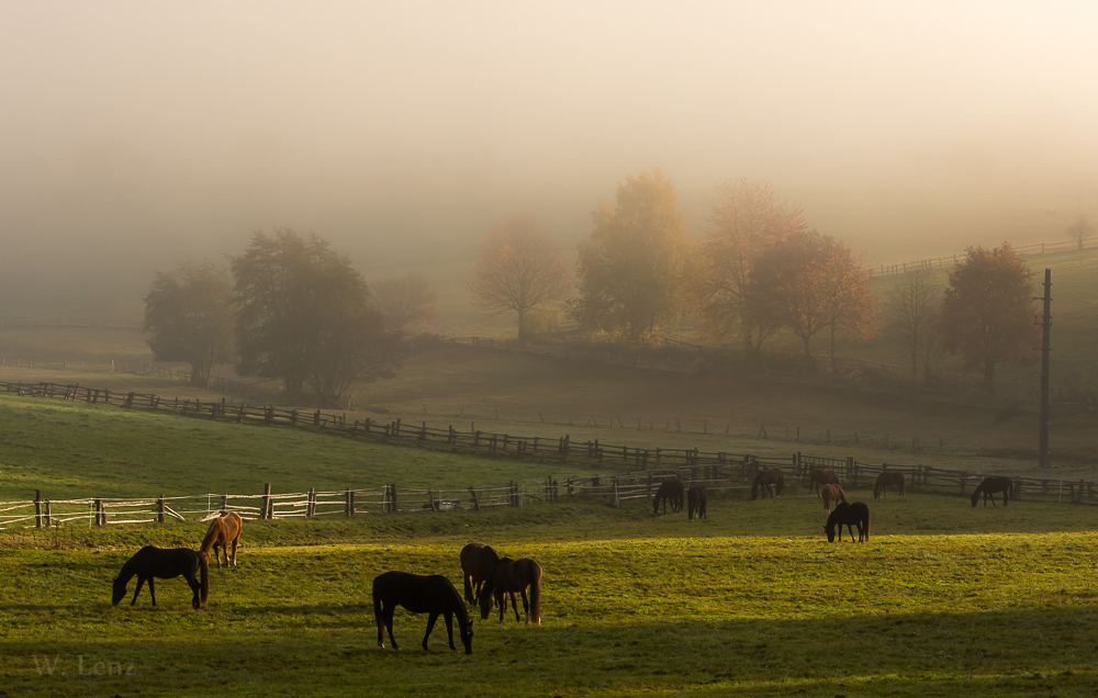 Herbstweide