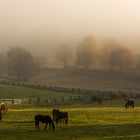 Herbstweide