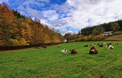 Herbstweide