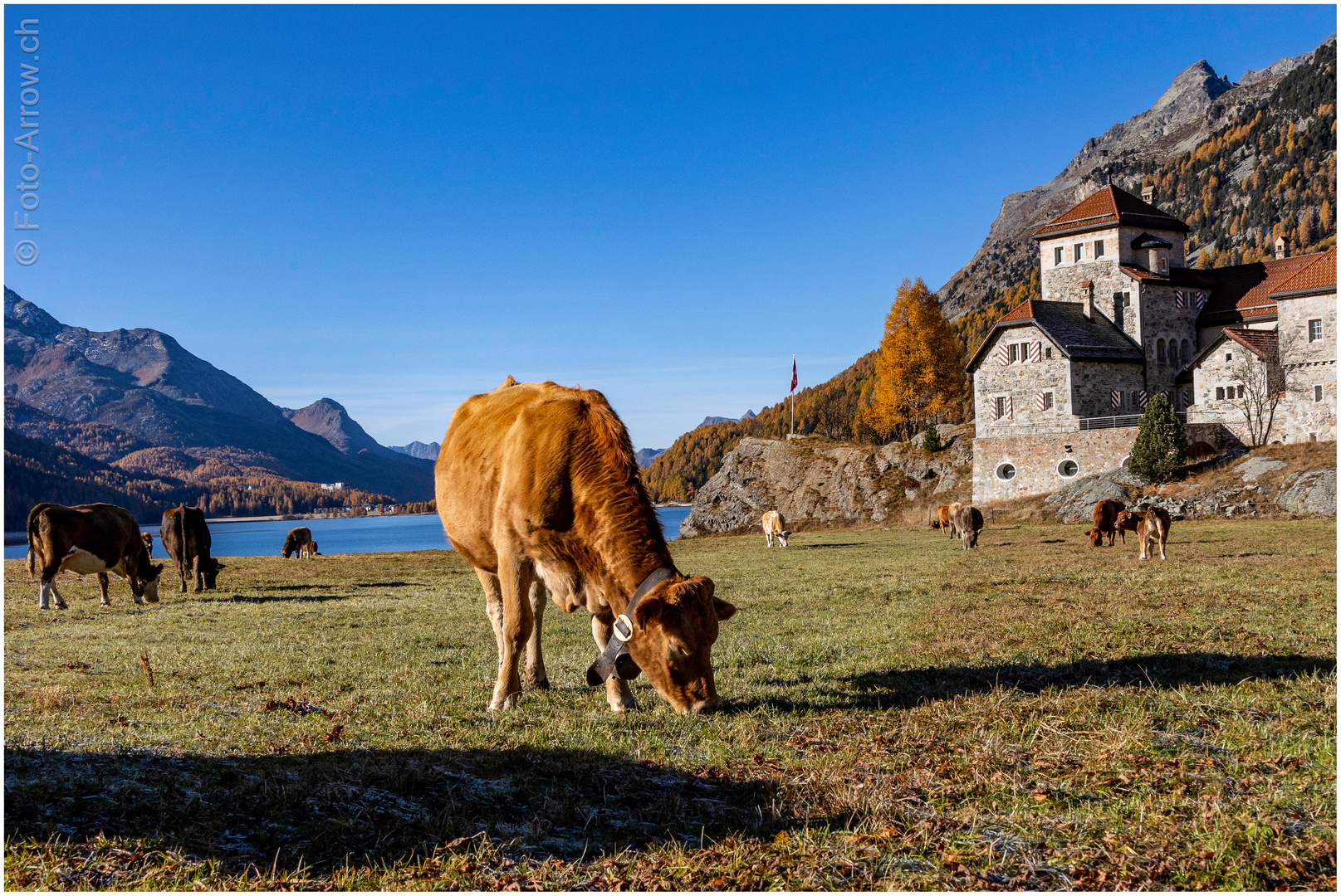 Herbstweide im Engadin | Blue Monday