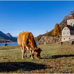 Herbstweide im Engadin | Blue Monday