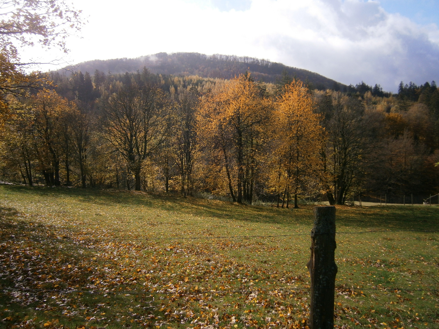 Herbstweide_mit_Pfosten