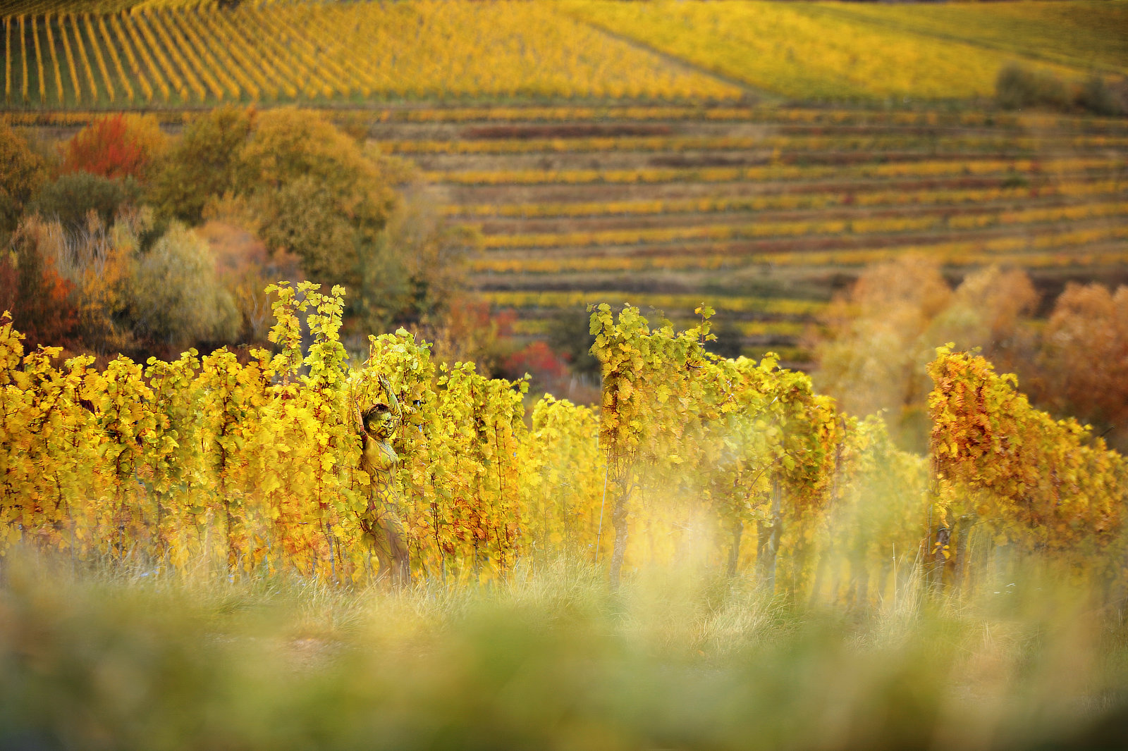 Herbstwein