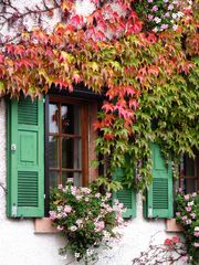 Herbstwein am Haus