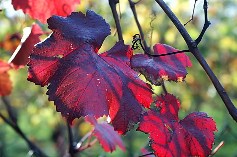 Herbstwein