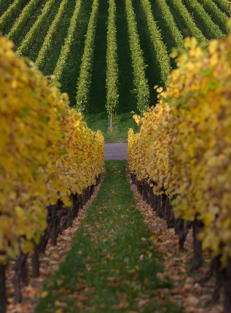 Herbstweinberg