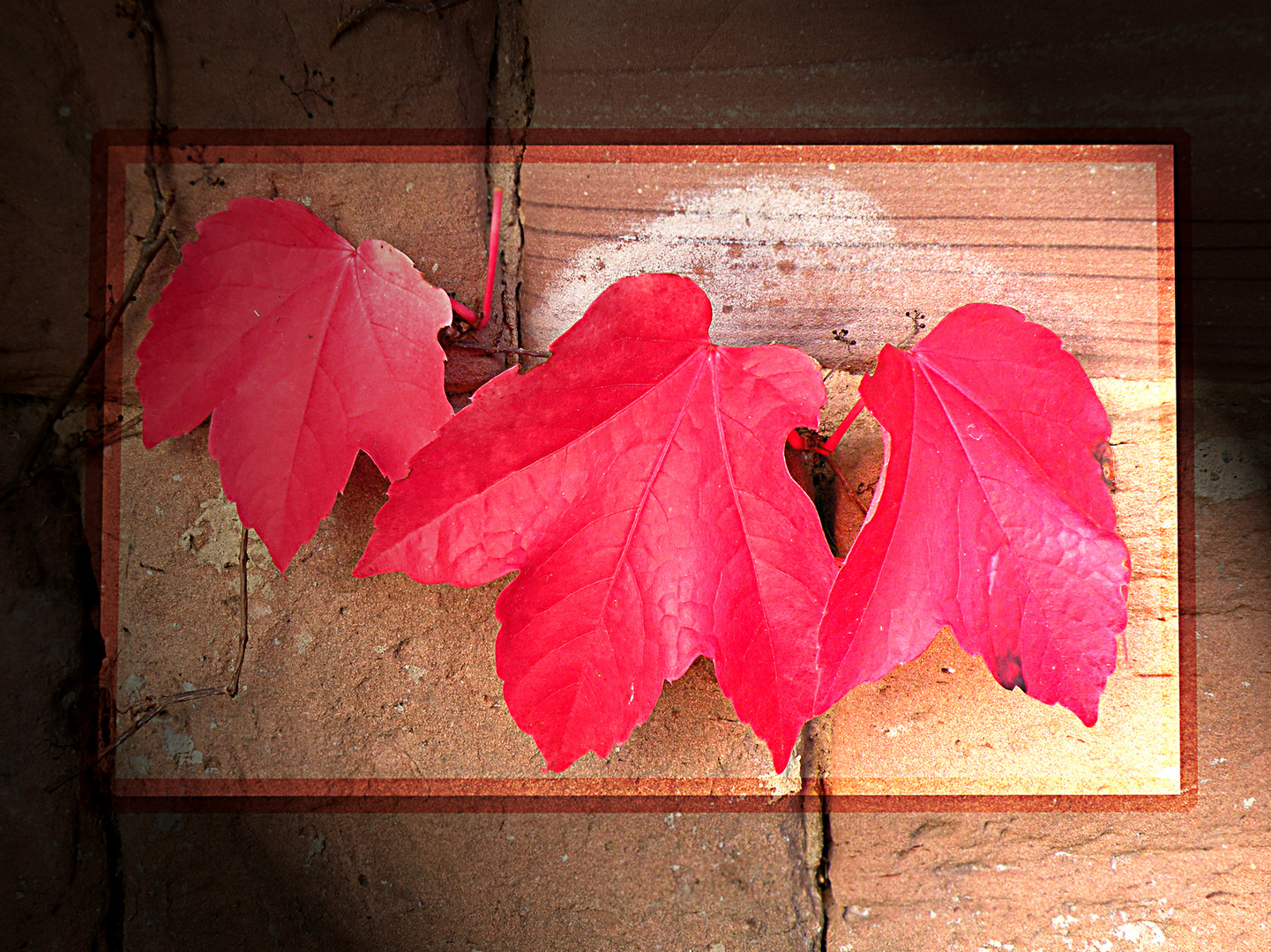 Herbstweinblätter