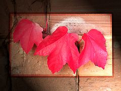 Herbstweinblätter