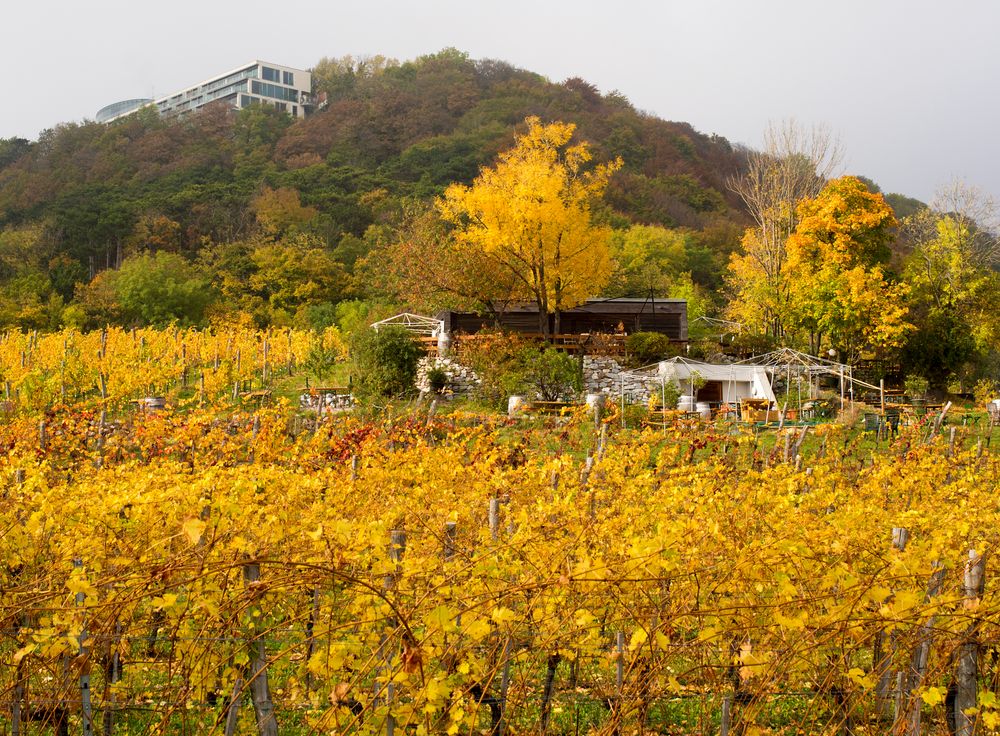 herbstweingartenidylle