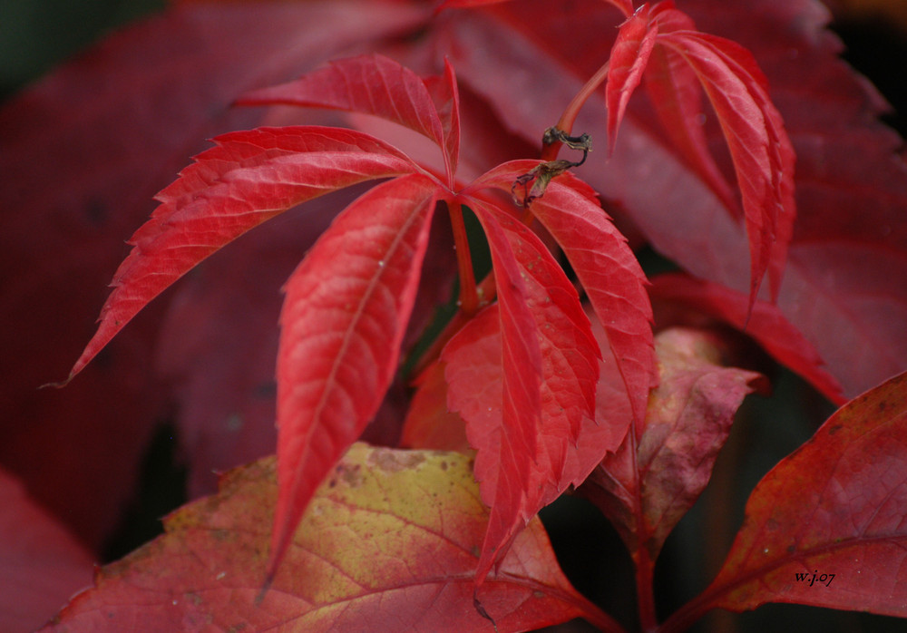 herbstweinglut