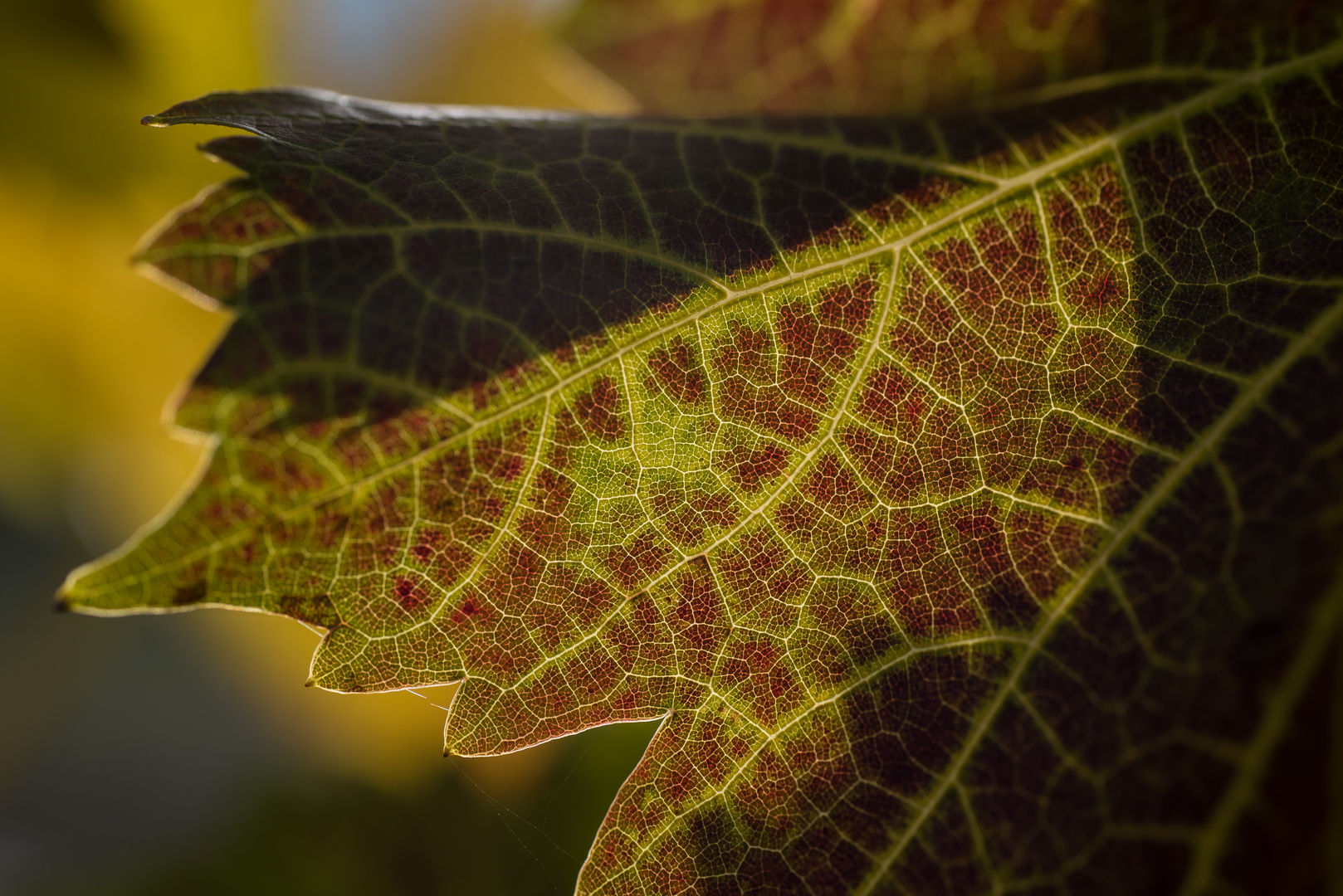 Herbstweinlaub