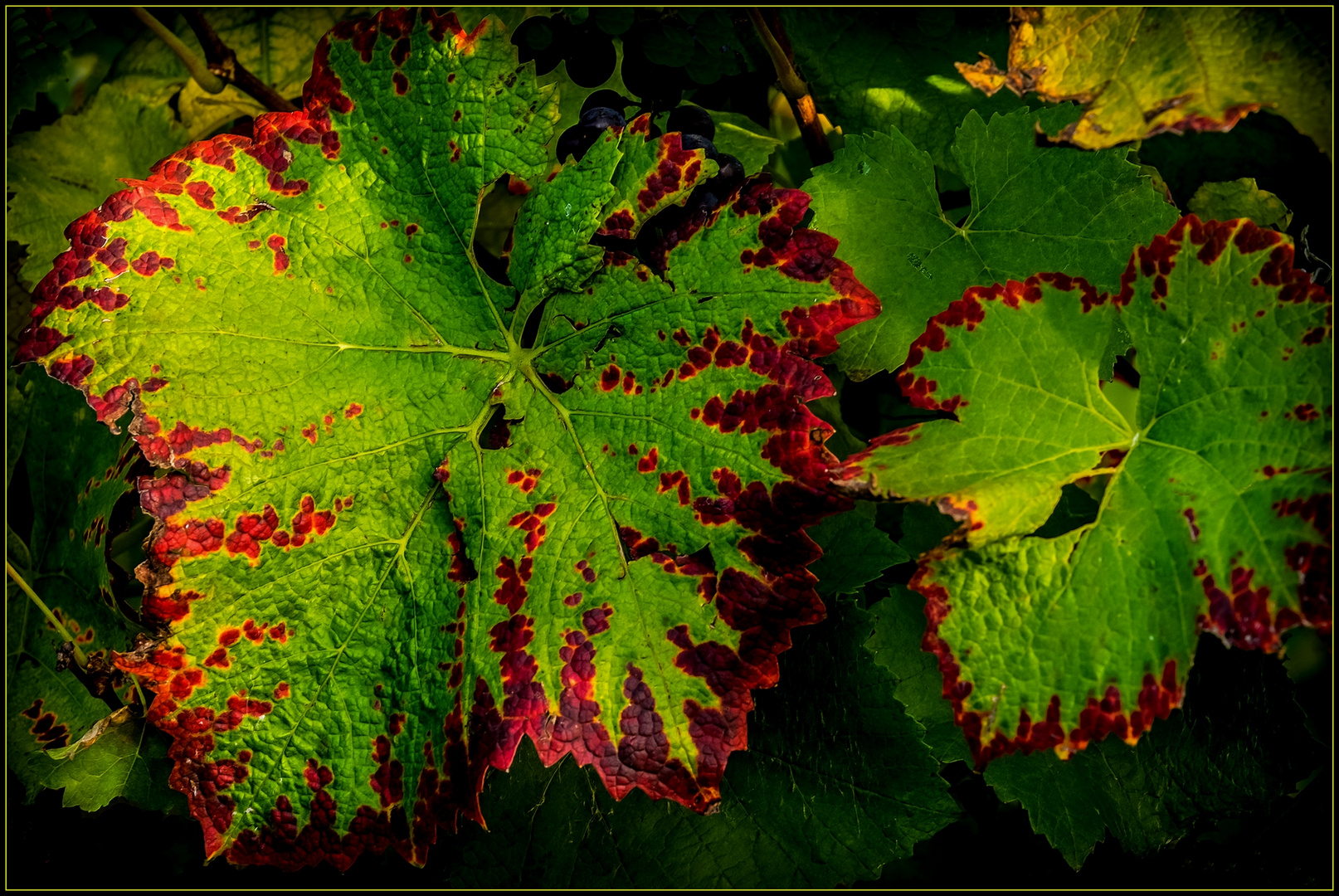 Herbstweinlaub