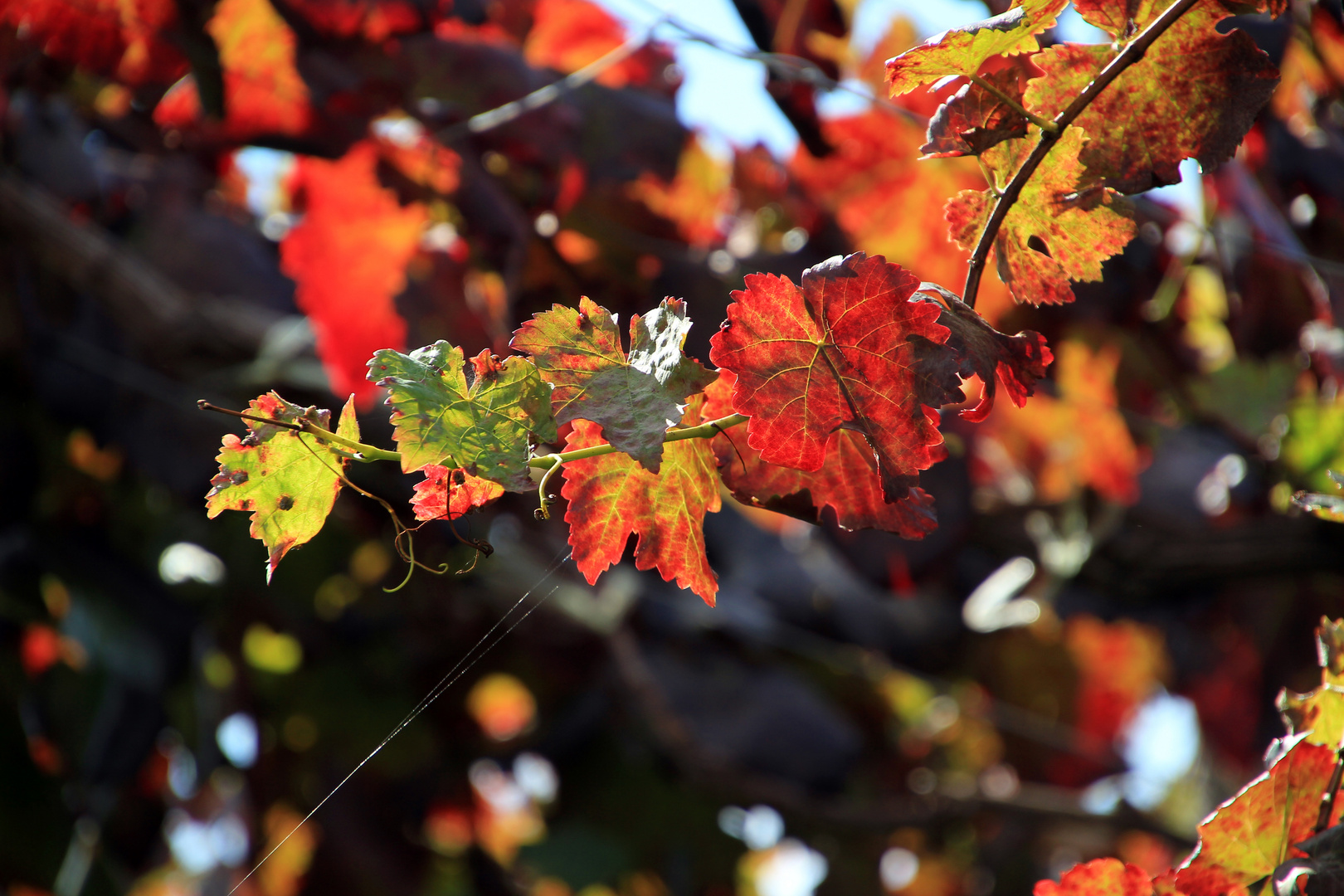 Herbst...Wein...Laub