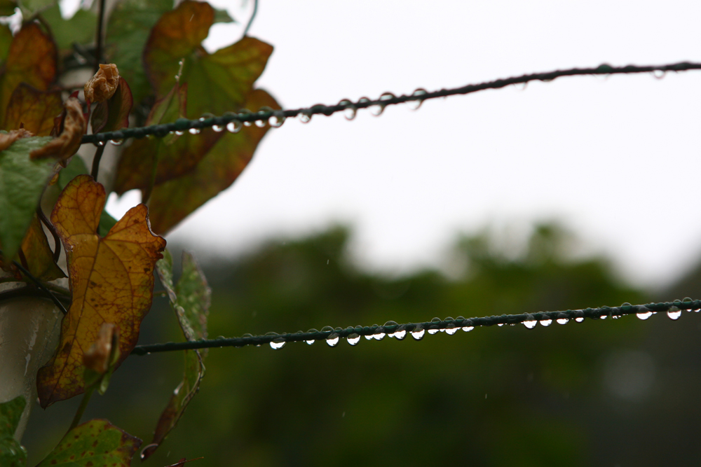 Herbstwetter im Rebberg