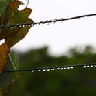 Herbstwetter im Rebberg