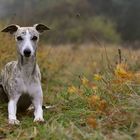 Herbstwhippet im Nebel