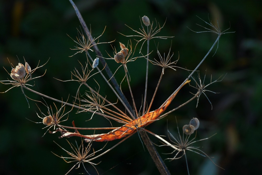 HERBSTWIEGE