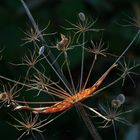 HERBSTWIEGE