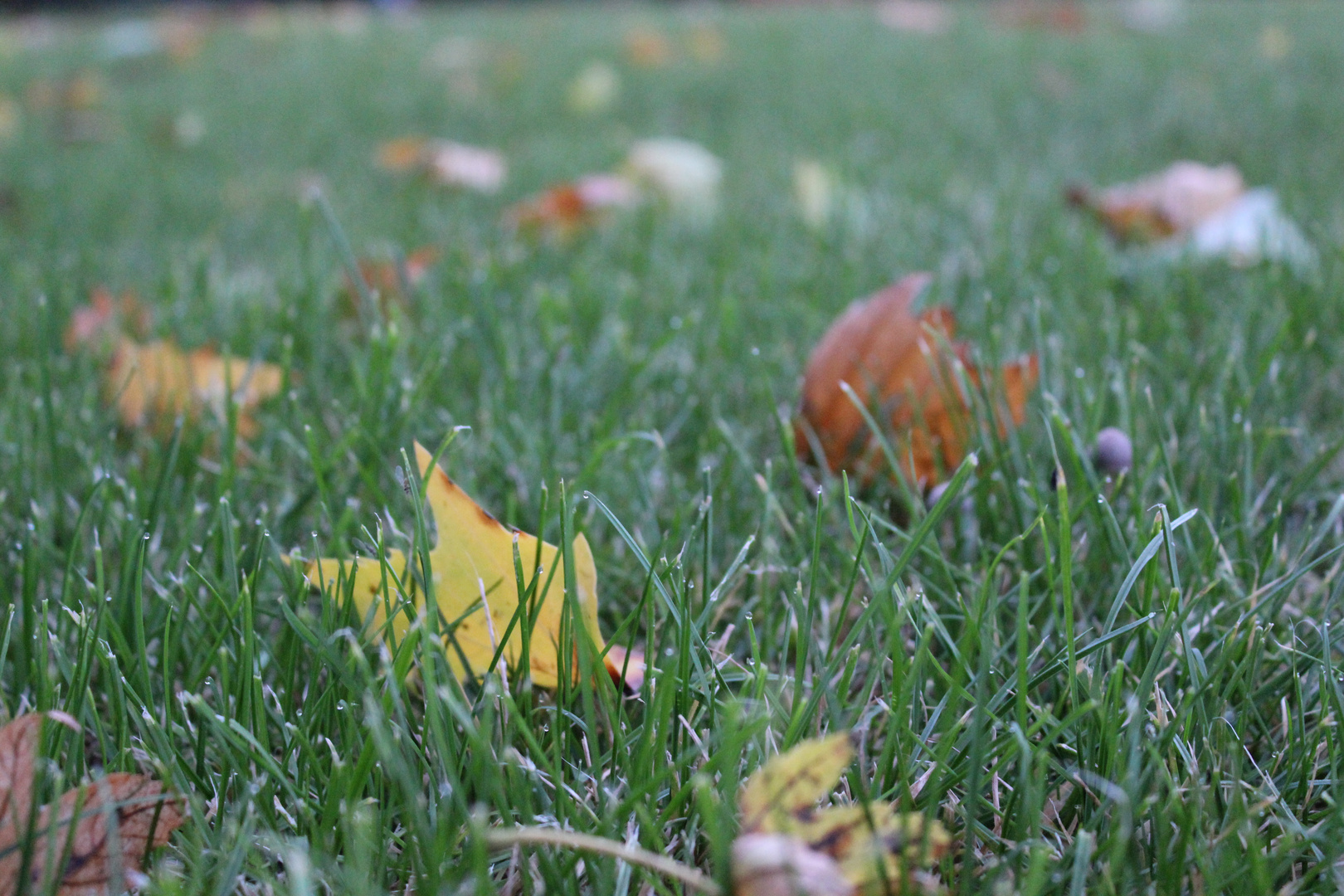 Herbstwiese