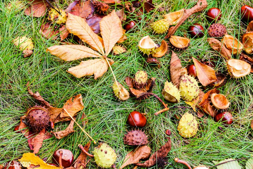 Herbstwiese