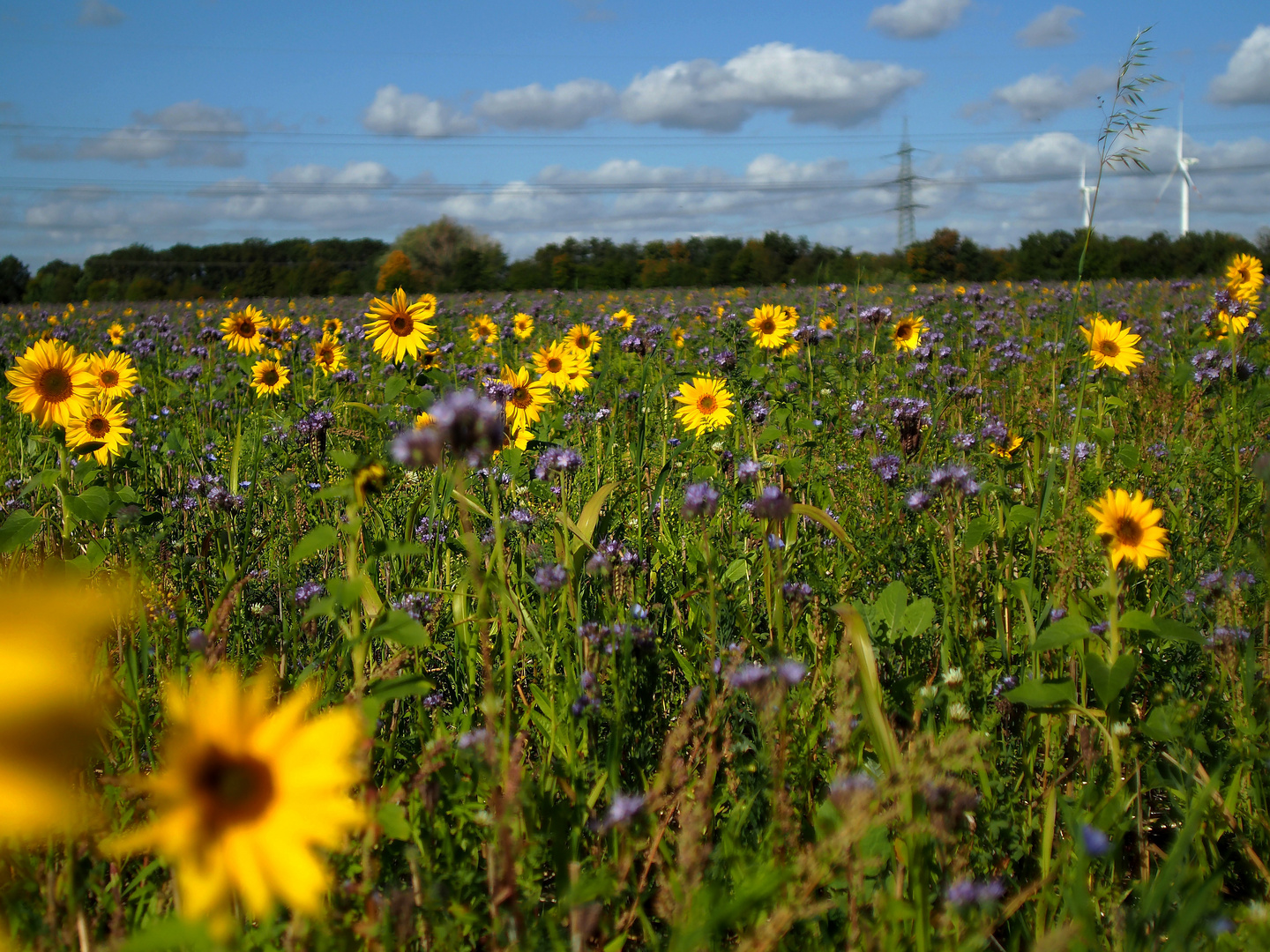 Herbstwiese