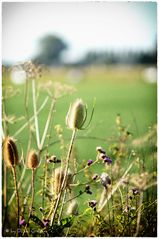 Herbstwiese