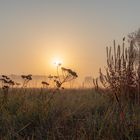 Herbstwiese