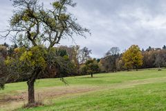 Herbstwiese