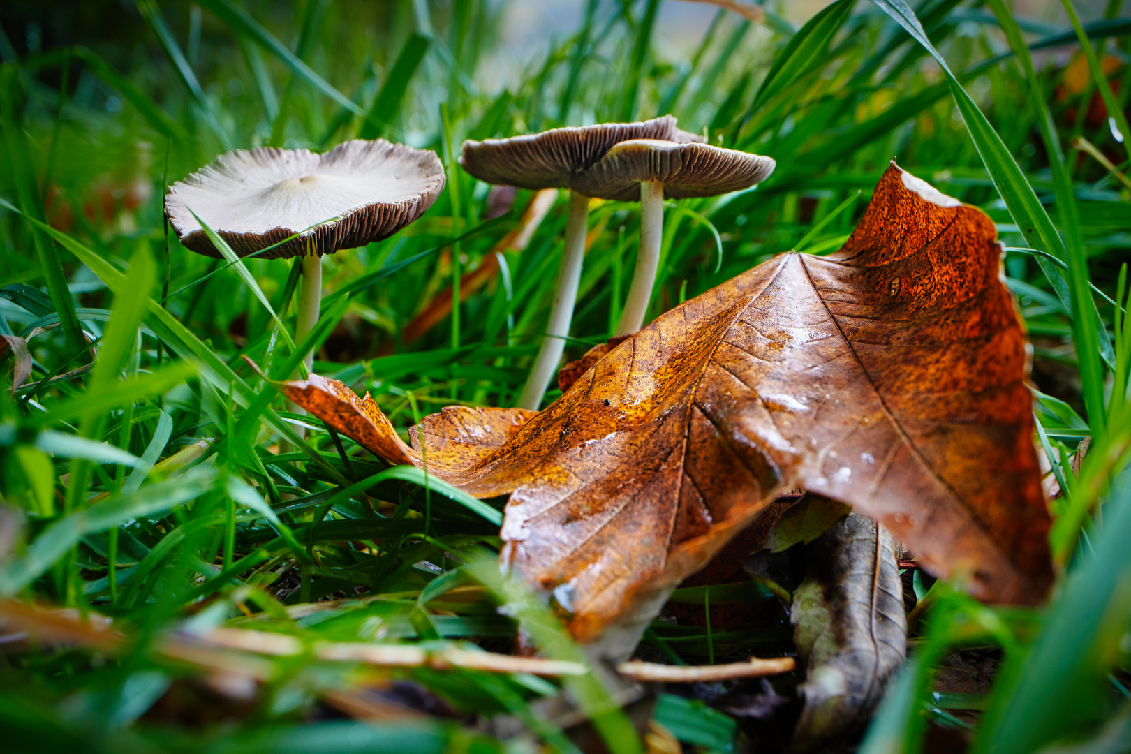 Herbstwiese