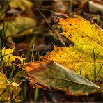 Herbstwiese