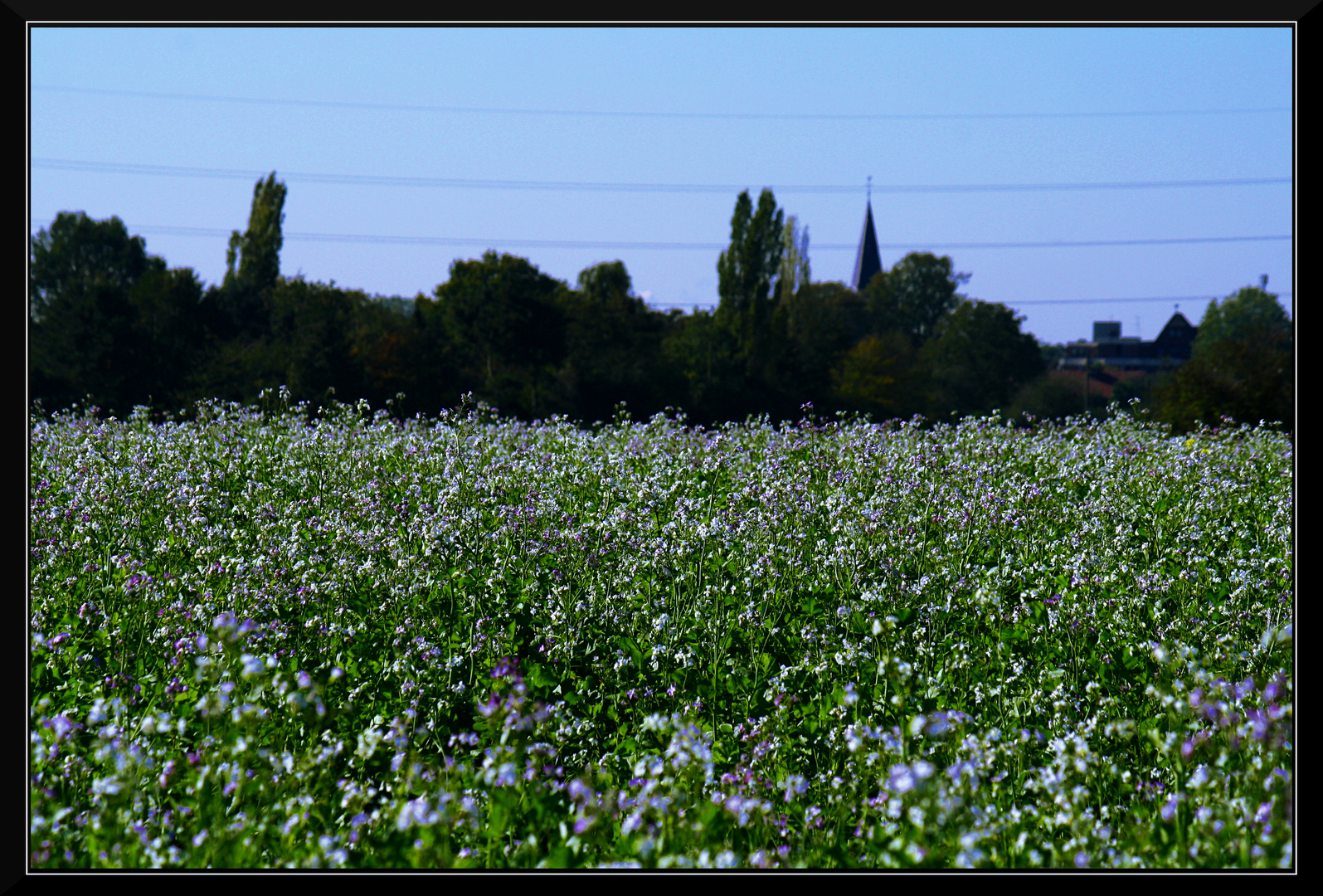 Herbstwiese