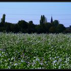 Herbstwiese