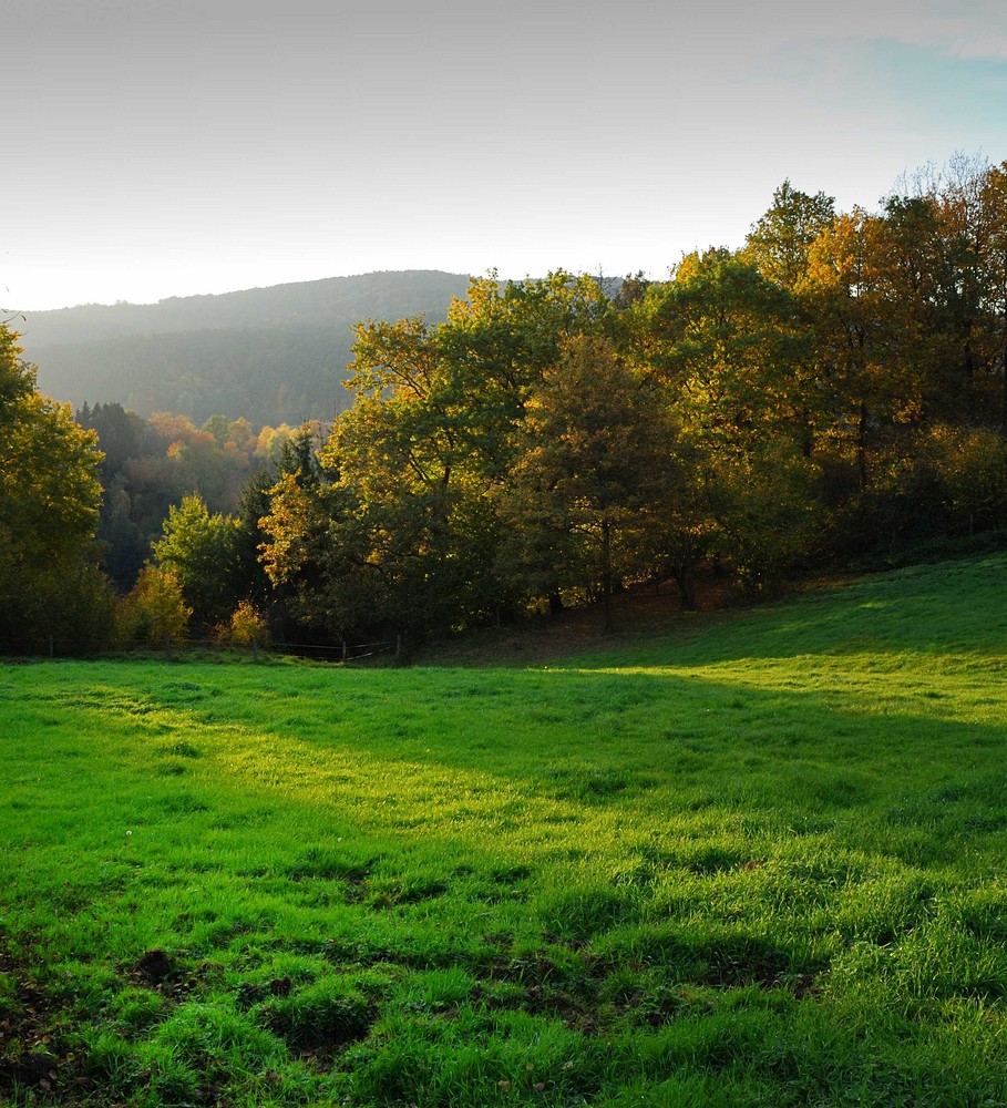 Herbstwiese