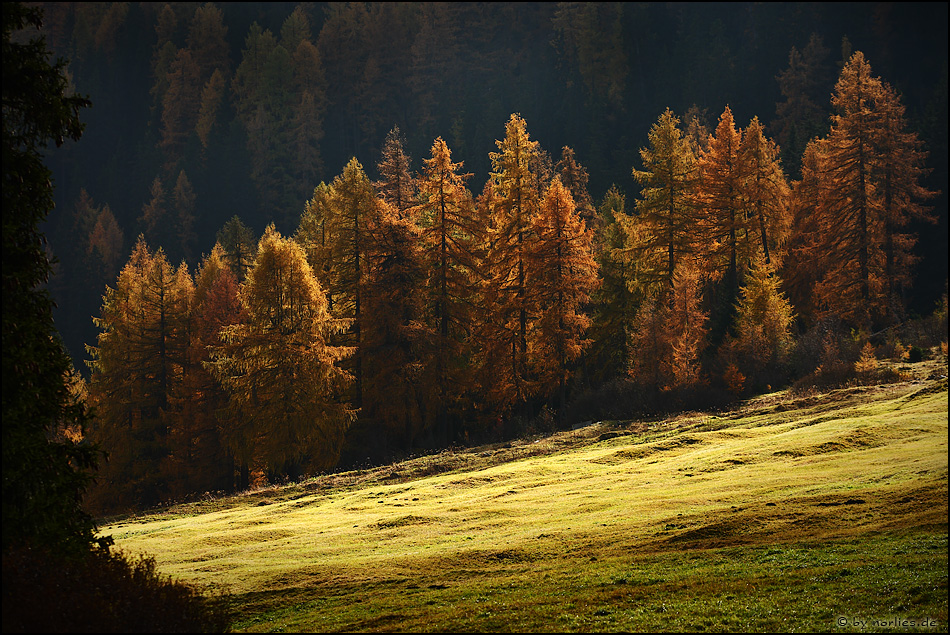 Herbstwiese