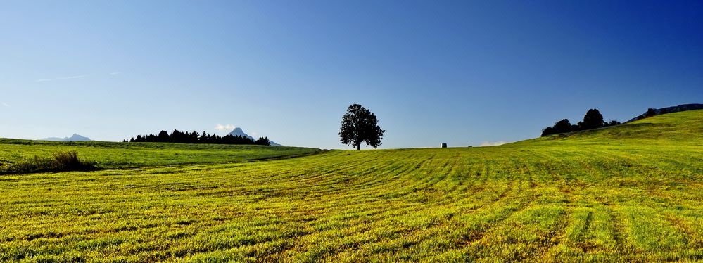 herbstwiese